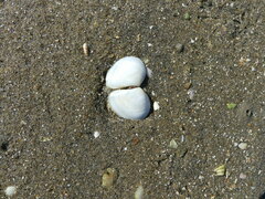 Macomona liliana