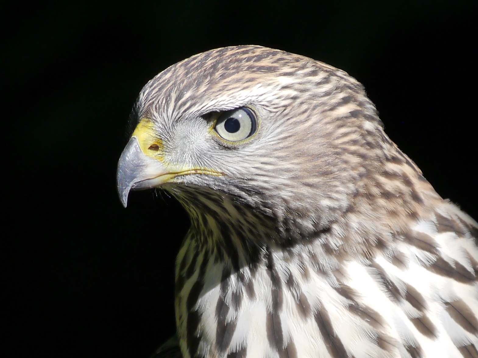American Goshawk illustration