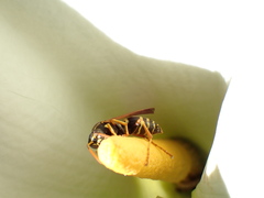 Polistes chinensis
