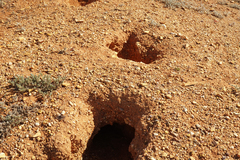 Oryctolagus cuniculus