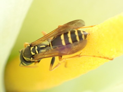 Polistes chinensis