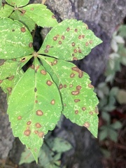 Phyllosticta parthenocissi
