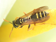 Polistes chinensis