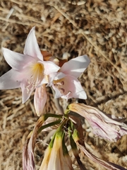 Amaryllis belladonna