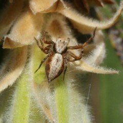 Oxyopes variabilis