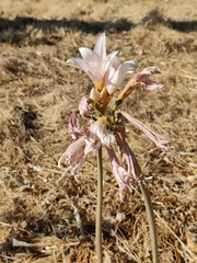 Amaryllis belladonna
