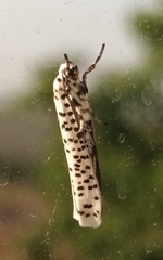 Yponomeuta strigillatus