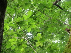 Quercus crispula