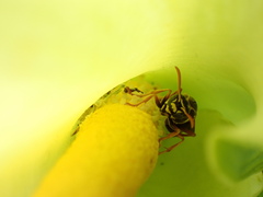Polistes chinensis