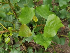 Populus nigra