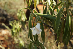 Eremophila