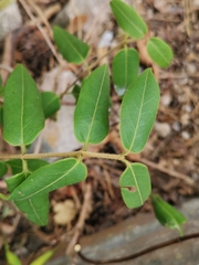 Lonicera acuminata