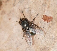 Calliphoridae