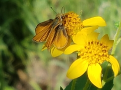 Copaeodes aurantiaca