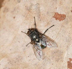 Calliphoridae