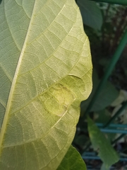 Aceria erinea