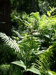 Parasenecio hastatus