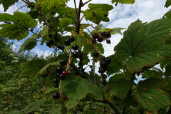 Ribes biebersteinii