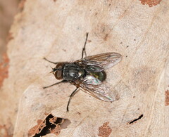 Calliphoridae
