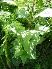 Parasenecio hastatus