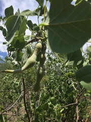 Erythrina flabelliformis