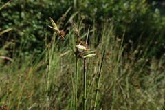Juncus canadensis