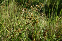 Juncus canadensis