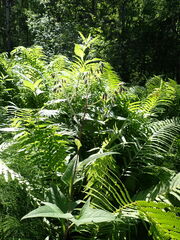 Parasenecio hastatus