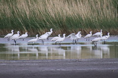 Platalea leucorodia
