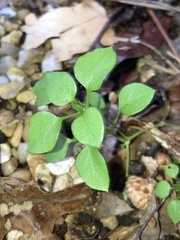 Stellaria media