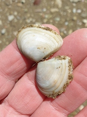 Macomona liliana
