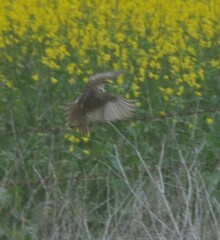 Cincloramphus mathewsi