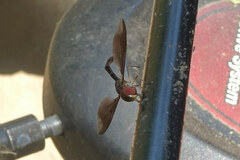 Ocyptamus fuscipennis