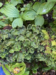 Peltigera aphthosa