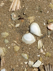 Macomona liliana