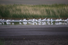 Platalea leucorodia