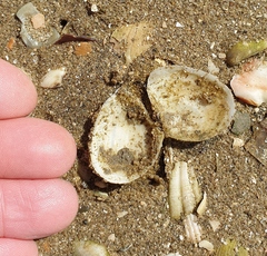 Macomona liliana
