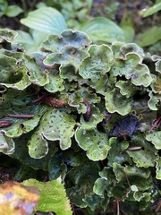 Peltigera aphthosa