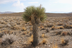 Yucca brevifolia
