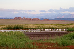 Platalea leucorodia