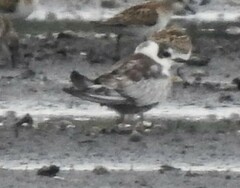 Chlidonias leucopterus