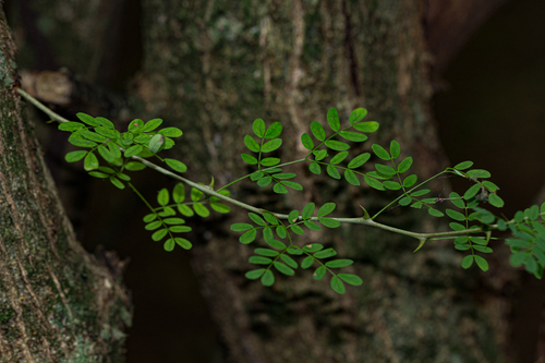 Acacia welwitschii image