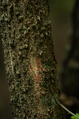 Acacia welwitschii image