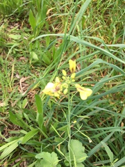 Brassica rapa
