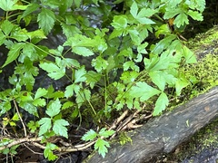 Xanthorhiza simplicissima