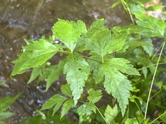 Xanthorhiza simplicissima