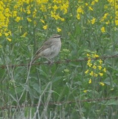 Cincloramphus mathewsi