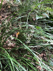 Liriope graminifolia