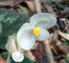 Begonia integrifolia
