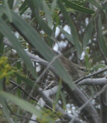 Cincloramphus mathewsi